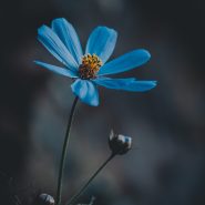 blue-flower-6620619_1920_NiklasErnst_Pixabay