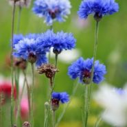 cornflowers-164918_1280_NoLongerHere_Pixabay