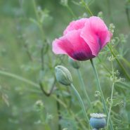 flower-6336835_1920_MoiLolita_Pixabay